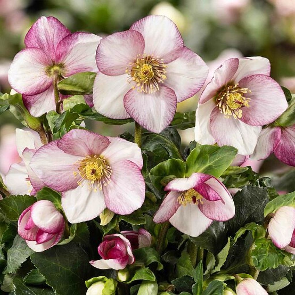 Hellebore Frostfire 1 gal
