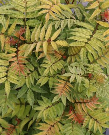 Sorbaria Mr. Mustard 2 gal