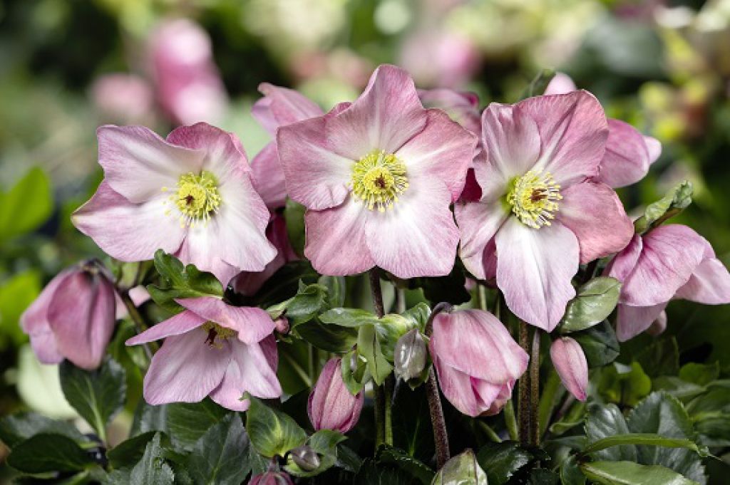 Hellebore Katie 1 gal