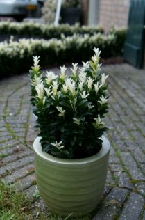 Euonymus Paloma Blanco Qt