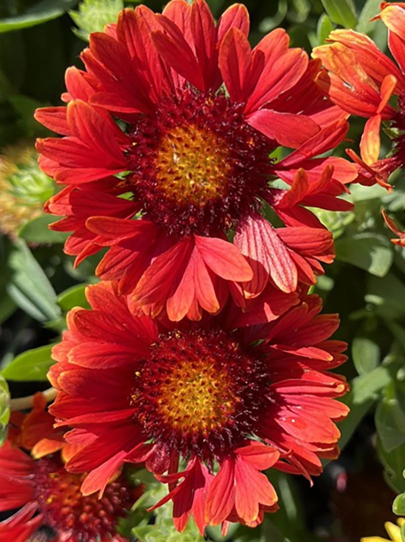 Gaillardia guapa red True #1