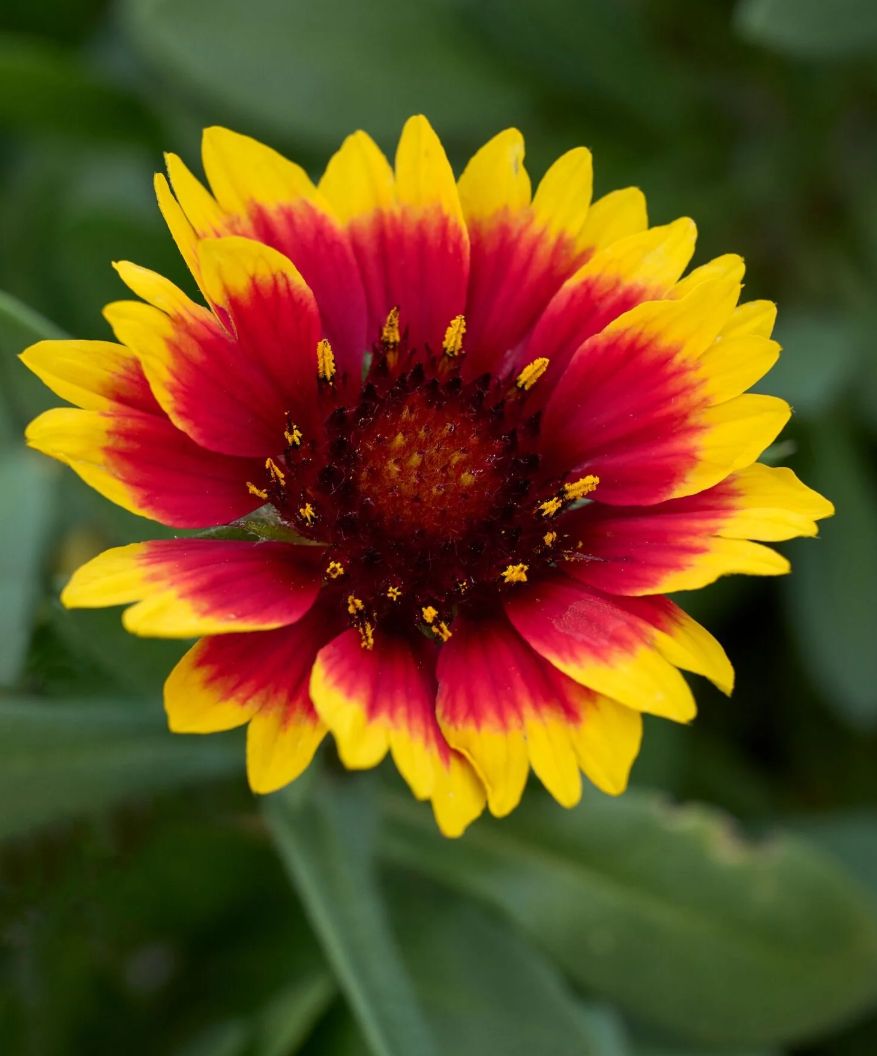 Gaillardia Flame bicolor #1 true