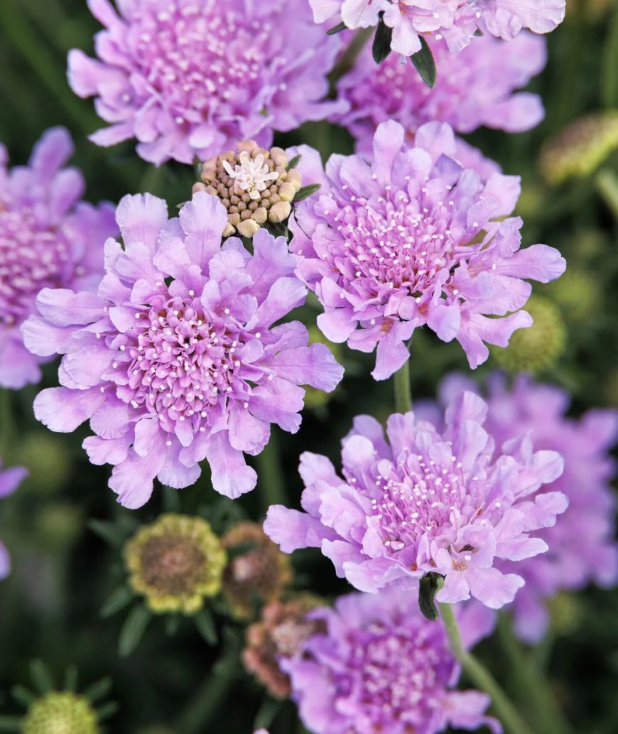 Scabiosa Flutter deep blue 1 gal