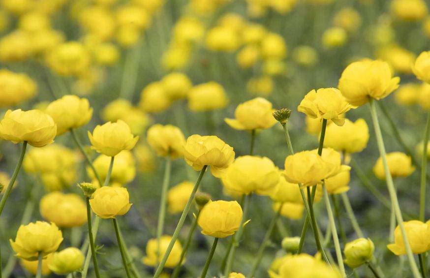 Trollius lemon queen 1 gal