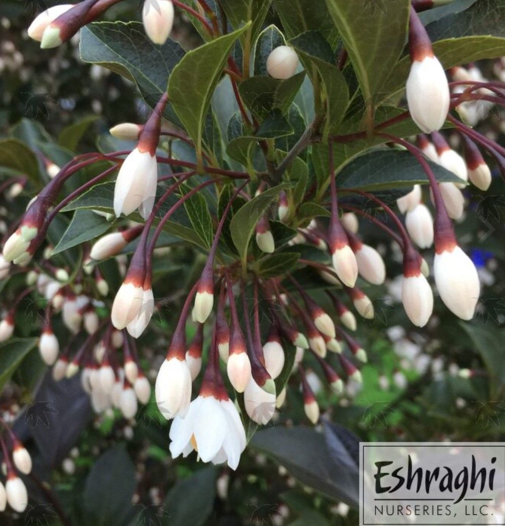 Styrax Jap Snowbell 5 gal