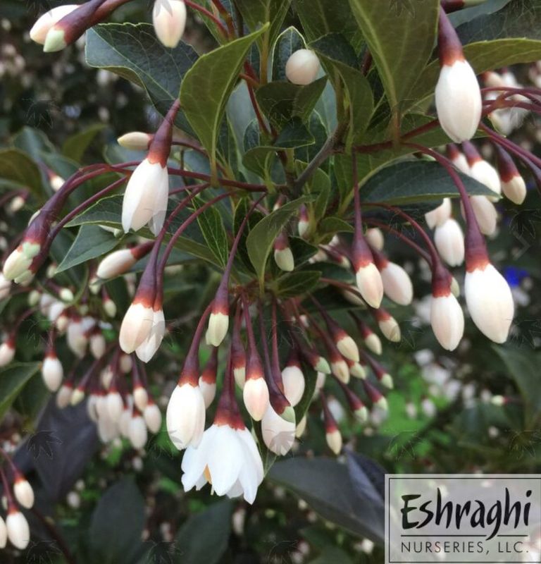 Styrax Jap Snowbell 5 gal