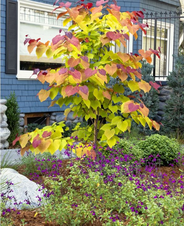 Redbud Flame Thrower 5 gal