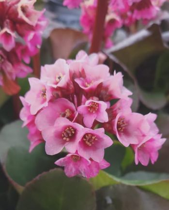 Bergenia Miss Piggy 1 gal