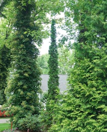 Thuja Sting 2 gal