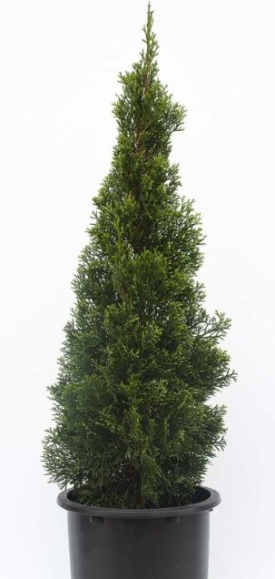 Thuja emerald squeeze 4"