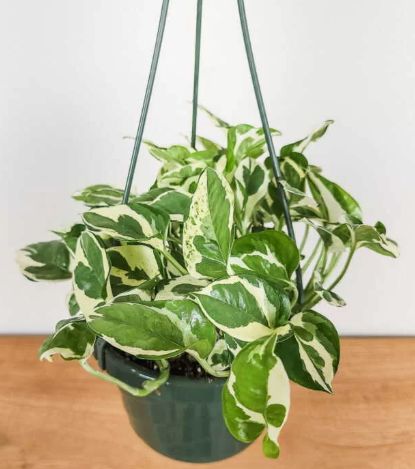 Pothos pearls &amp; jade 4"