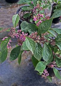 Beauty Berry Profusion 2 gal