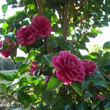 Camellia Purple Haze 2 gal