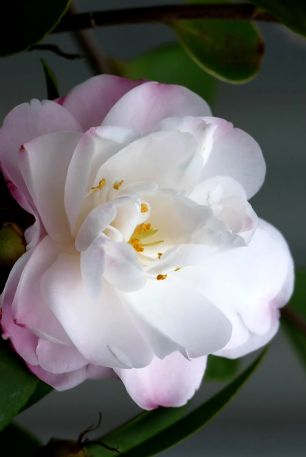 Camellia Cinnamon Cindy 5 gal