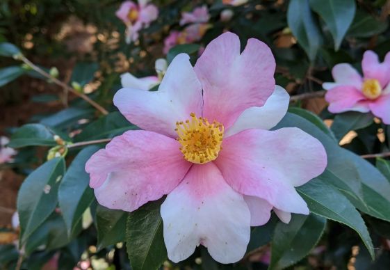Camellia Yume 2 gal