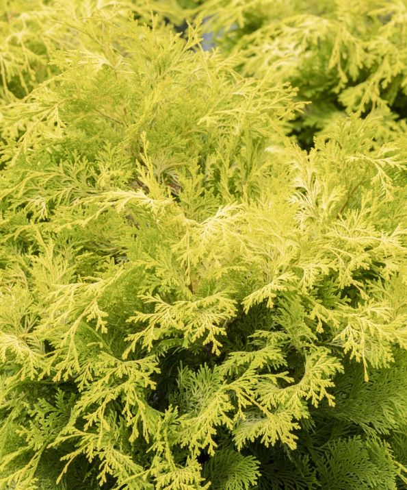 Hinoki golden Crippsii 2 gal