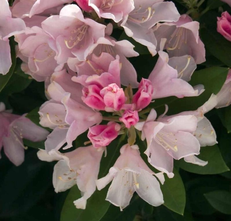 Rhody Yaku Princess 1 gal