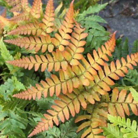Autumn Fern Brilliance 2 gal