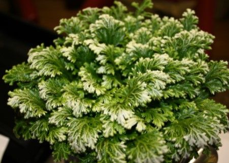 Selaginella Frosty 4"