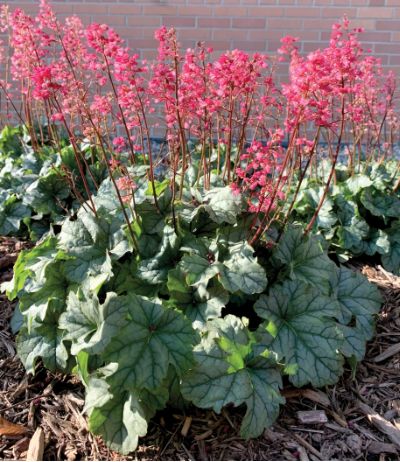 Heuchera Little cutie Qt
