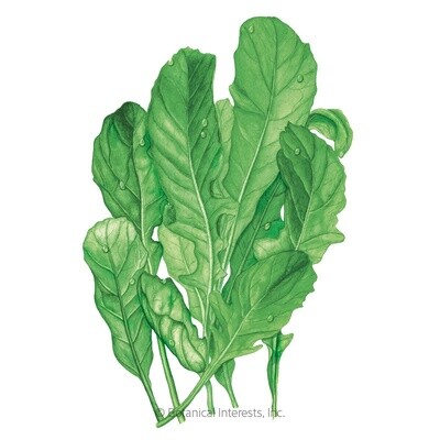 Arugula Rocket Astro Organic