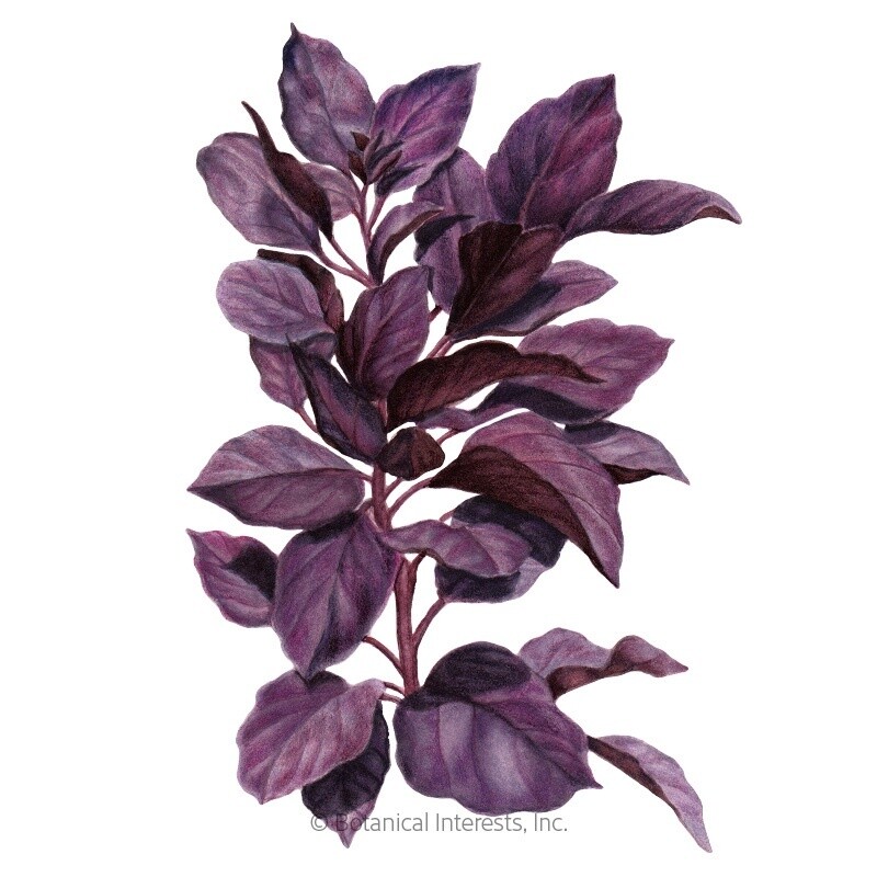 Basil Purple Petra Organic
