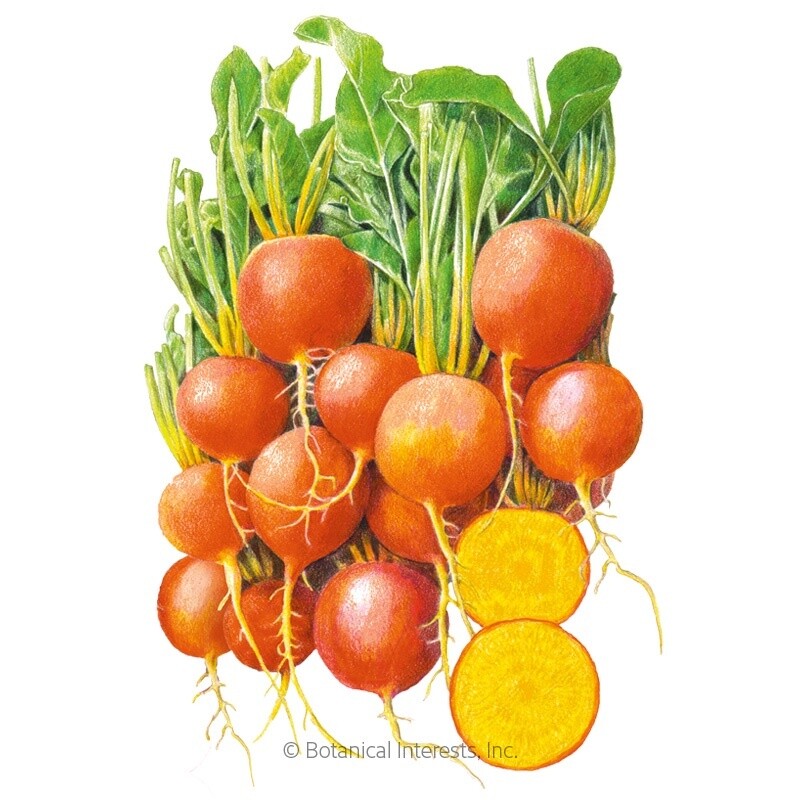 Beet (gold) Touchstone Gold Organic