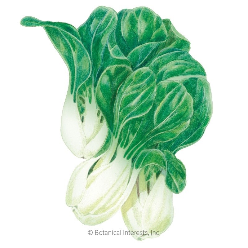 Bok Choy Baby Choi Organic