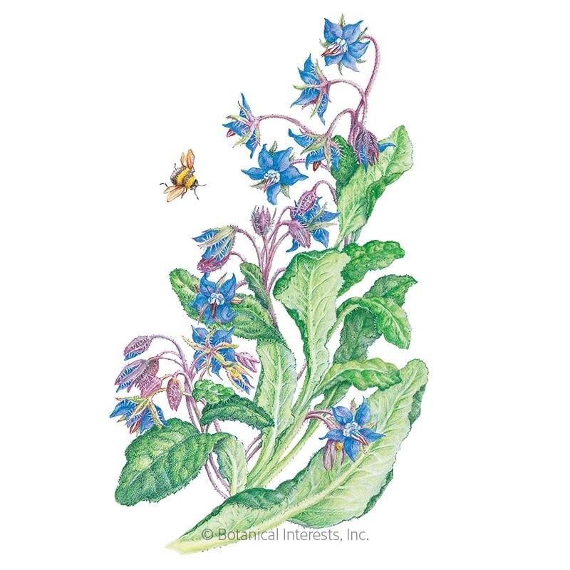 Borage Organic Heirloom