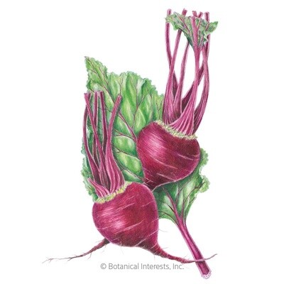 Beet (red) Early Wonder Organic Heirloom