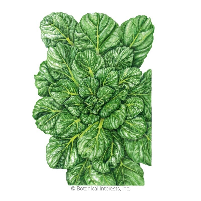 Bok Choy Tatsoi Rosette Organic Heirloom