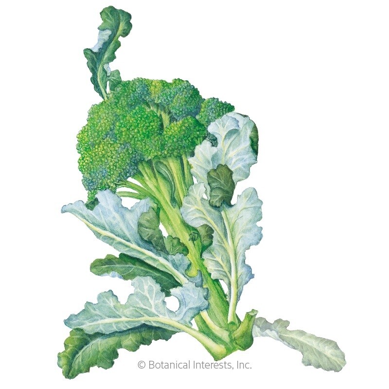 Broccoli (classic) Belstar hybrid Org