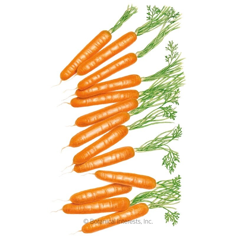 Carrot Little Finger Organic Heirloom