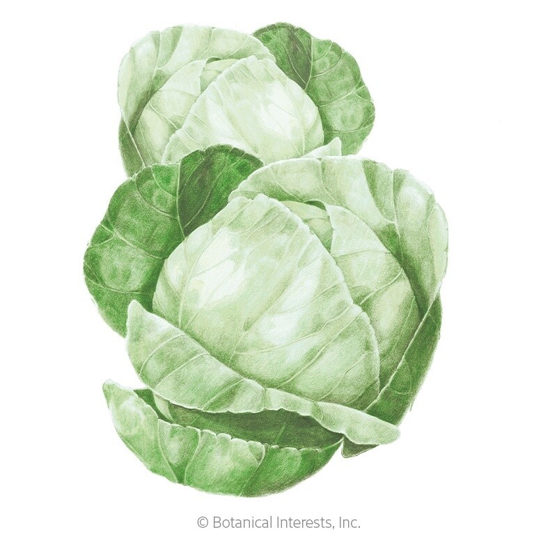 Cabbage Copenhagen Market Heirloom