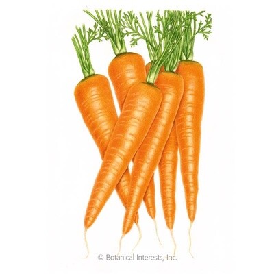 Carrot Danvers Organic Heirloom