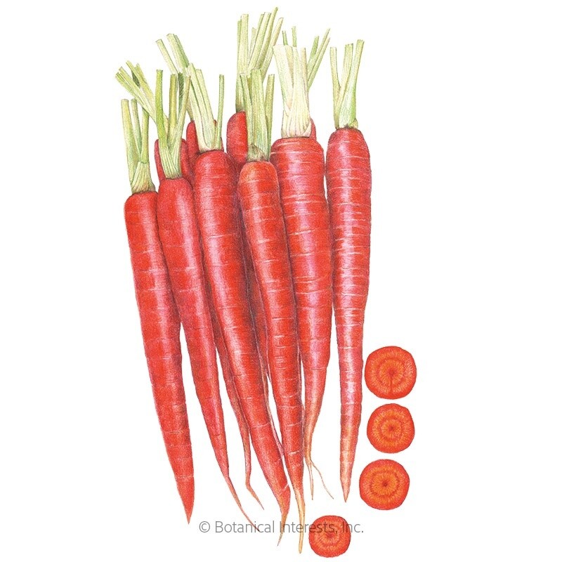 Carrot Atomic Red