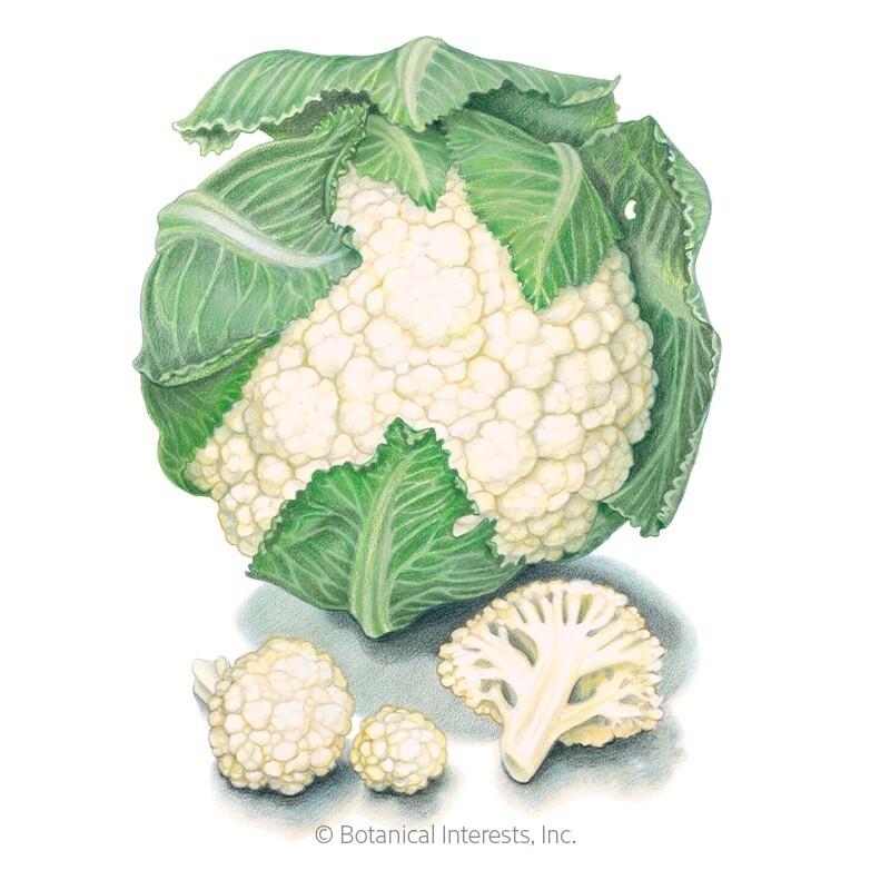 Cauliflower Snowball Y Organic