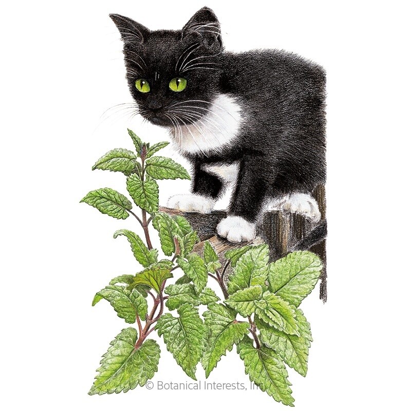 Catnip Organic Heirloom