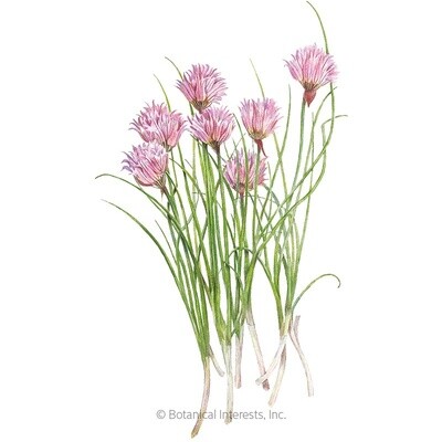 Chives Common
