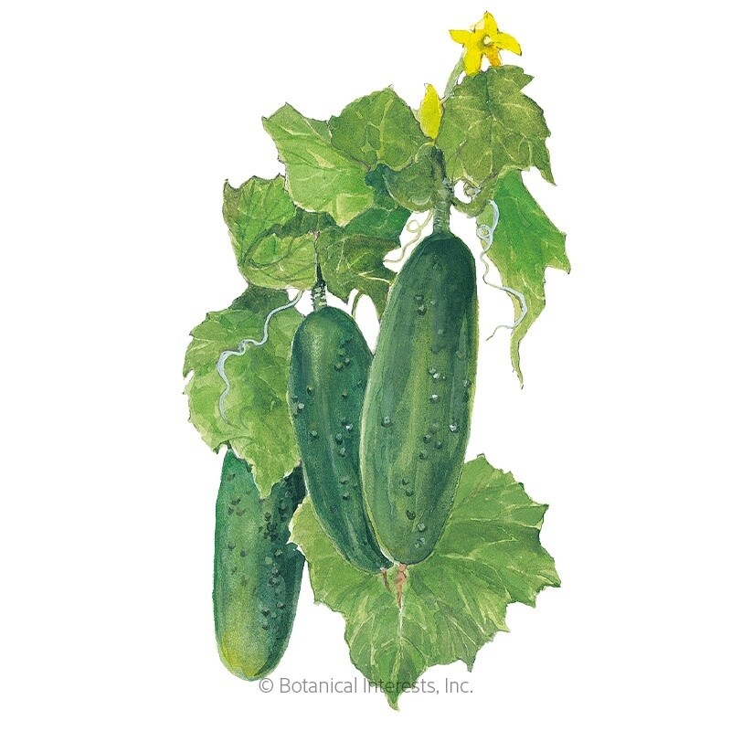 Cucumber Marketmore Organic Heirloom