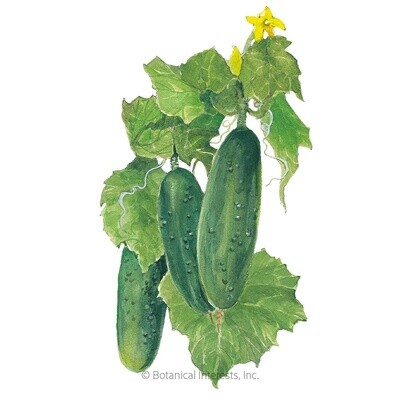 Cucumber Marketmore Organic Heirloom