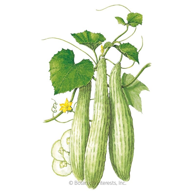 Cucumber Armenian Heirloom