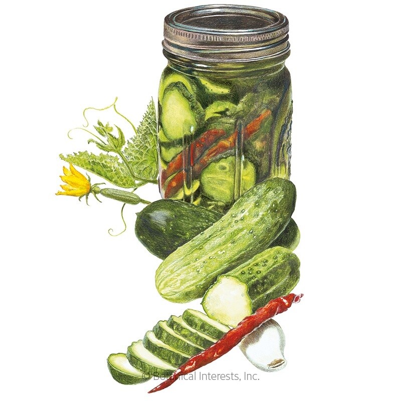 Cucumber Homemade Pickles Organic