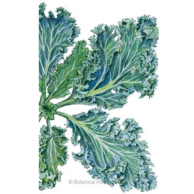 Kale Dwarf Blue Curled Organic Heirloom
