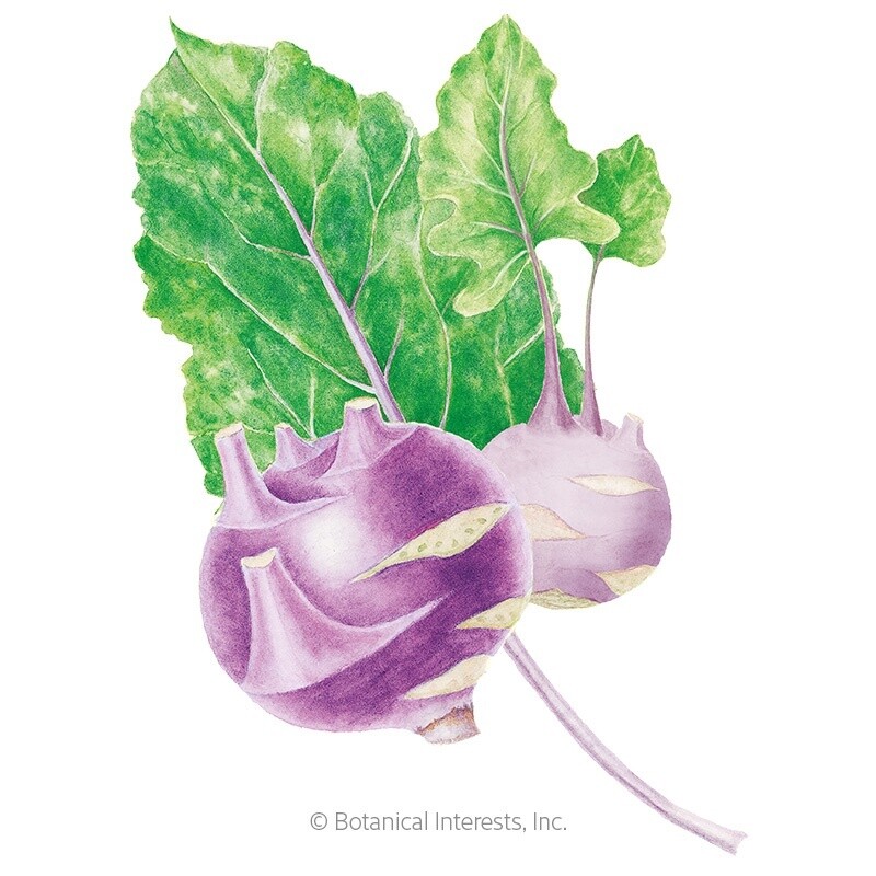 Kohlrabi Purple Vienna Organic Heirloom