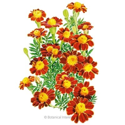 Marigold French Red Metamorph Organic