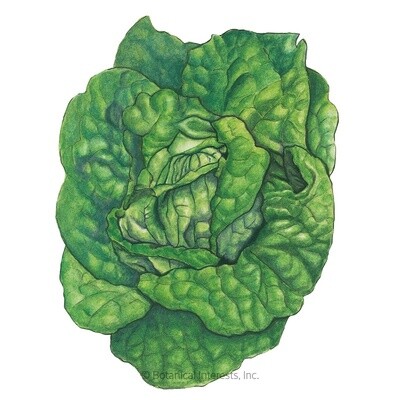 Lettuce Butterhead Buttercrunch Organic Heirloom