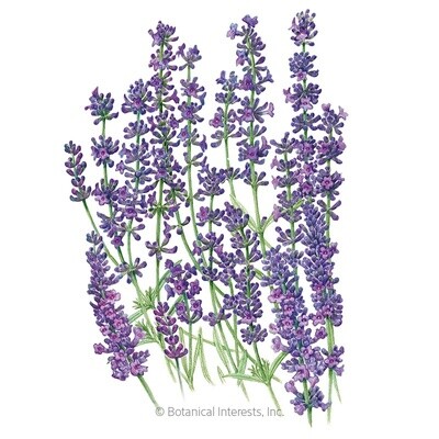 Lavender Dwarf Munstead Organic Heirloom