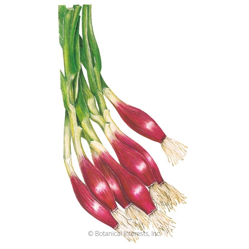 Onion/Scallion Bunching (red) Italian Red of Florence Bunching Heirloom