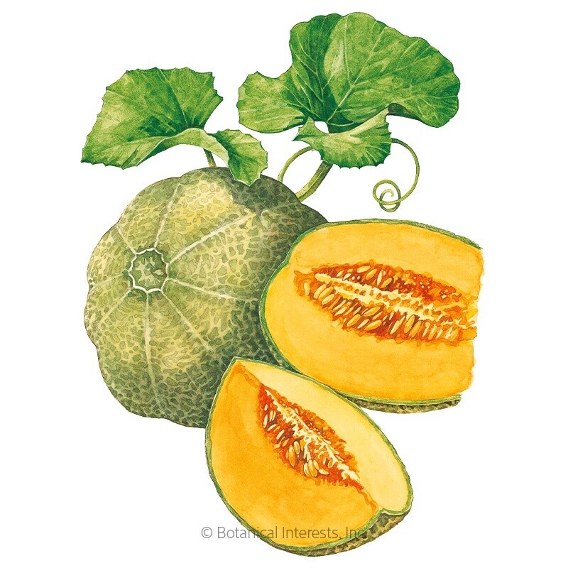 Melon Minnesota Midget Cantaloupe/Muskmelon Organic Heirloom